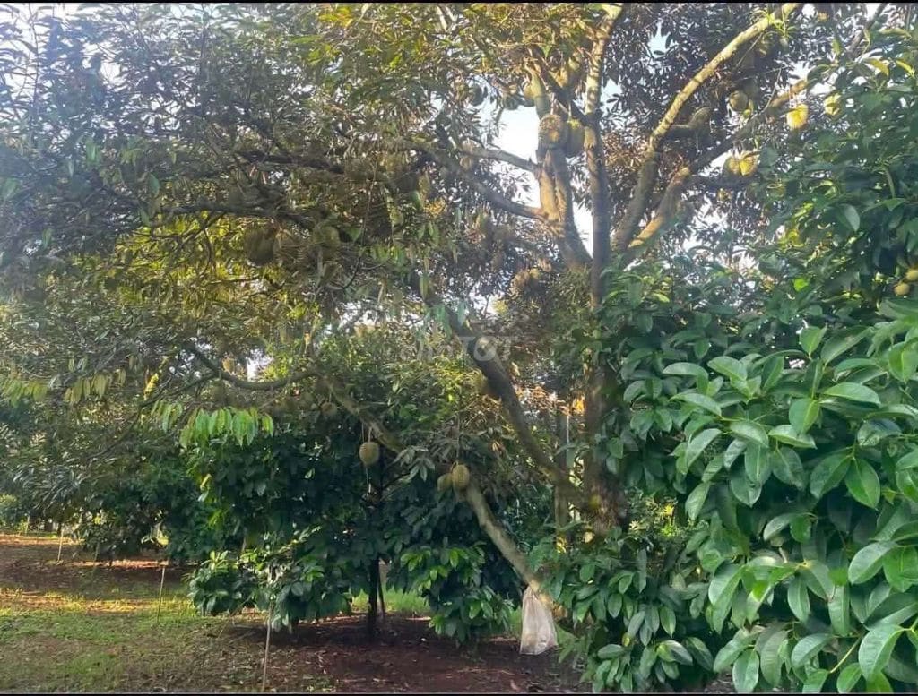 Rẫy sầu riêng (ri6 / musang king) 12,5ha Quốc lộ 14 chưa đến 1km tại Buôn Ma Thuột